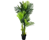 Multi Trunk Hawaii Palm 180cm