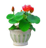 Lotus Flower Seeds Hydroponic Plant Bonsai Variety Mixed Multicolour .