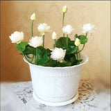 Lotus Flower Seeds Hydroponic Plant Bonsai Variety Mixed Multicolour .