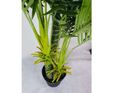 Multi Trunk Hawaii Palm 180cm