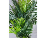 Multi Trunk Hawaii Palm 180cm