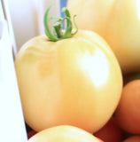 Tomato- Jubilee Yellow