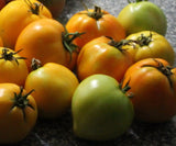 Tomato- Jubilee Yellow