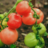 Tomato- Tatura Dwarf