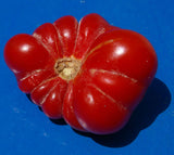 Tomato- Santorini
