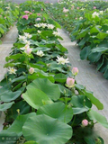 Lotus Flower Seeds Hydroponic Plant Bonsai Variety Mixed Multicolour .