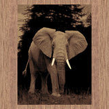 Remy 6325 ELEPHANT