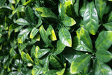 Laurel Leaf Screens / Panels UV Stabilised 1m X 1m