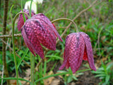 10 CHECKER LILY Fritillaria Affinis Chocolate Mission Bells Flower Seeds *CombSH