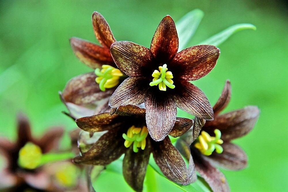 brown lily flower 10 CHOCOLATE LILY Black Kamchatka Brown Fritillaria Camschatcensis Flower  Seeds