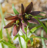 10 CHOCOLATE LILY Black Kamchatka Brown Fritillaria Camschatcensis Flower Seeds