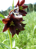 10 CHOCOLATE LILY Black Kamchatka Brown Fritillaria Camschatcensis Flower Seeds