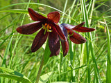 10 CHOCOLATE LILY Black Kamchatka Brown Fritillaria Camschatcensis Flower Seeds