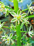 20 PREGNANT ONION SEEDS aka False Sea Onion Lily Ornithogalum Caudatum Flower