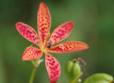 10 FRECKLE FACE BLACKBERRY / LEOPARD LILY Flower Seeds