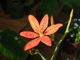 10 FRECKLE FACE BLACKBERRY / LEOPARD LILY Flower Seeds