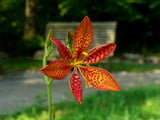 10 FRECKLE FACE BLACKBERRY / LEOPARD LILY Flower Seeds
