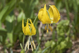 10 YELLOW GLACIER LILY Erythronium Grandiflorum Avalanche Dogtooth Flower Seeds