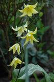 10 YELLOW GLACIER LILY Erythronium Grandiflorum Avalanche Dogtooth Flower Seeds