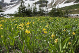 10 YELLOW GLACIER LILY Erythronium Grandiflorum Avalanche Dogtooth Flower Seeds