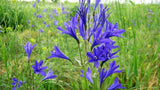 10 BLUE SIBERIAN LILY Mountain Ixia Altai Ixiolirion Tataricum Flower Seeds