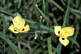 20 YELLOW AFRICAN IRIS Fortnight Lily Dietes Bicolor Butterfly Flag Flower Seeds
