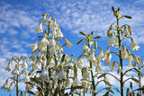 10 WHITE AFRICAN HYACINTH Giant Spire Lily Ornithogalum Candicans Flower Seeds