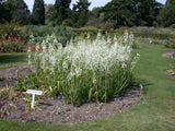 10 WHITE AFRICAN HYACINTH Giant Spire Lily Ornithogalum Candicans Flower Seeds