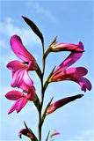 10 ITALIAN GLADIOLUS Italicus Sword Lily Purple Pink Flower Seeds *Flat Shipping
