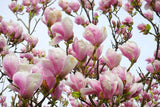 5 LILY MAGNOLIA Flower TREE Pink & Purple Fragrant Tulip Magnol Liliiflora Seeds