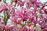 Magnolia Liliiflora Shrub Bush Seeds, Mulan Tulip Lily Flower Magnolia, USA