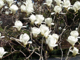 Magnolia Denudata 10 Seeds, Fragrant Flowering Yulan Jade Lily Tree Shrub