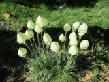 100 BEAR GRASS aka BEAR LILY Beargrass Ornamental Xerophyllum Tenax Flower Seeds