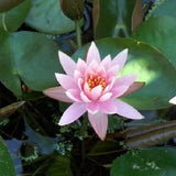 10 LIGHT PINK WATER LILY Pad Nymphaea Sp Pond Lotus Flower Seeds *Combined S/H