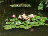 10 LIGHT PINK WATER LILY Pad Nymphaea Sp Pond Lotus Flower Seeds *Combined S/H