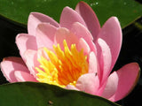 10 LIGHT PINK WATER LILY Pad Nymphaea Sp Pond Lotus Flower Seeds *Combined S/H
