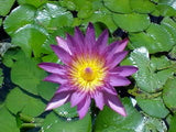 3 BLUE WATER LILY Pad Nymphaea Caerulea Asian Lotus Flower Pond Seeds *Comb S/H