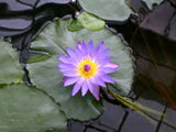 3 BLUE WATER LILY Pad Nymphaea Caerulea Asian Lotus Flower Pond Seeds *Comb S/H