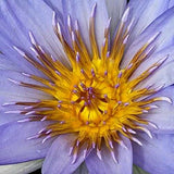 3 BLUE WATER LILY Pad Nymphaea Caerulea Asian Lotus Flower Pond Seeds *Comb S/H
