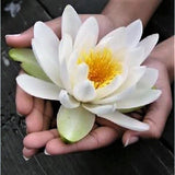 10 WHITE WATER LILY Pad Nymphaea Ampla Asian Lotus Flower Pond Seeds *Comb S/H