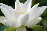 10 WHITE WATER LILY Pad Nymphaea Ampla Asian Lotus Flower Pond Seeds *Comb S/H