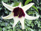 5 NEPAL LILY Green & Maroon Lilium Nepalense Fragrant Flower Seeds *CombinedShip