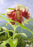5 NEPAL LILY Green & Maroon Lilium Nepalense Fragrant Flower Seeds *CombinedShip