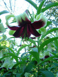 5 NEPAL LILY Green & Maroon Lilium Nepalense Fragrant Flower Seeds *CombinedShip