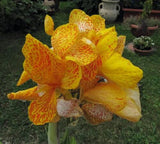 5 YELLOW CANNA LILY Indian Shot Canna Indica Flower Seeds + Gift & Comb S/H