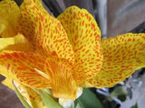 5 YELLOW CANNA LILY Indian Shot Canna Indica Flower Seeds + Gift & Comb S/H