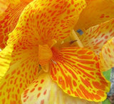 5 YELLOW CANNA LILY Indian Shot Canna Indica Flower Seeds + Gift & Comb S/H