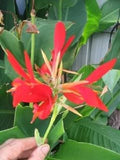 5 RED CANNA LILY Indian Shot Canna Indica Flower Seeds + Gift & Comb S/H