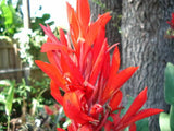 5 RED CANNA LILY Indian Shot Canna Indica Flower Seeds + Gift & Comb S/H