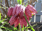 10 CHECKER LILY Fritillaria Affinis Chocolate Mission Bells Flower Seeds *CombSH